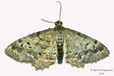 6656 - Pine Measuringworm Moth - Hypagyrtis piniata m18 