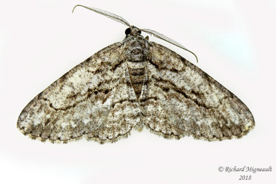 6658 - Half-wing Moth - Phigalia titea 709 m18