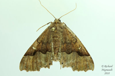 6755 - Morrisons Pero Moth - Pero morrisonaria m18 