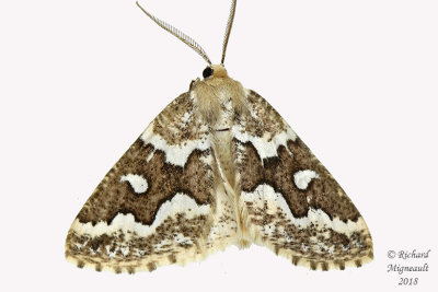6863 - Gray Spruce Looper Moth - Caripeta divisata m18