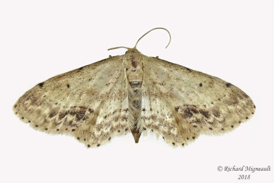 7126 - Dotted Wave Moth - Idaea dimidiata m18 