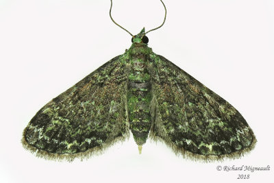 7625 - Green Pug Moth - Pasiphila rectangulata m18