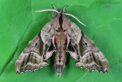 7824 - Blind-eyed Sphinx Moth - Paonias excaecata m18 