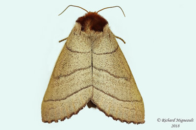 7902 - Yellow-necked Caterpillar Moth - Datana ministra m18 