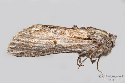 8010 - Red-humped Caterpillar Moth - Schizura concinna m18 