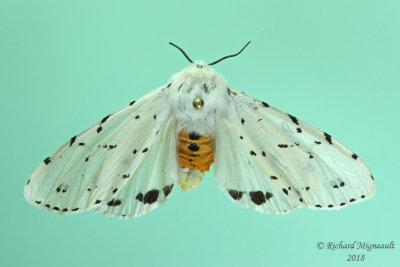 8131 - Salt Marsh Moth - Estigmene acrea m18 