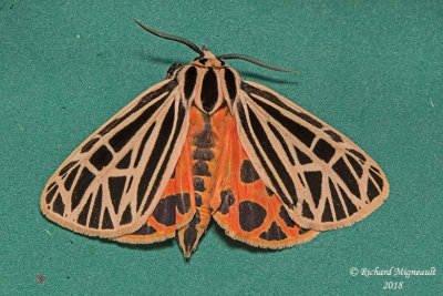 8197 - Virgin Tiger Moth - Apantesis virgo m18 