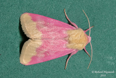 11164 - Primrose Moth - Schinia florida m18
