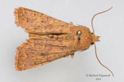 9957 - Bicolored Sallow Moth, Sunira bicolorago m18
