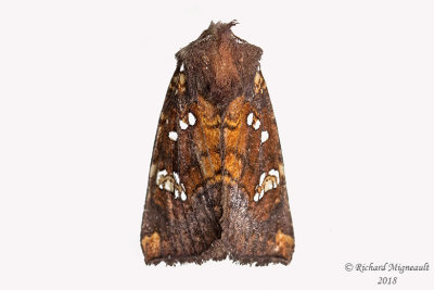 9471 - Northern Burdock Borer Moth - Papaipema arctivorens 2 m18 
