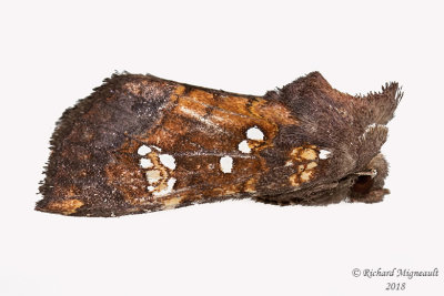 9471 - Northern Burdock Borer Moth - Papaipema arctivorens 1 m18