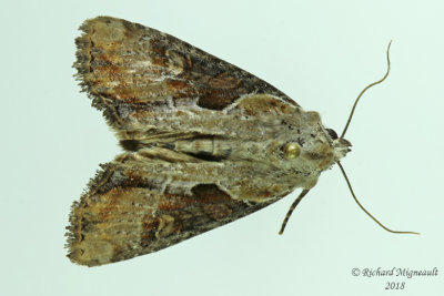 9385.1  Lateroligia ophiogramma  Double Lobed Moth m18 