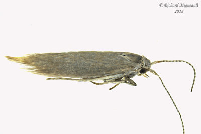 1378 - Coleophora glaucicolella m18 