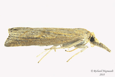 5379 - Neodactria luteolellus - Mottled Grass-veneer Moth m18