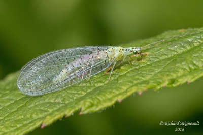 Green Lacewing - Chrysopa chi m18
