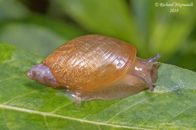 Land snail - Escargot m18