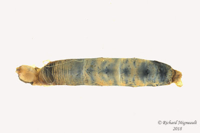 Caterpillar mummy formed by an Aleiodes parasitoid wasp 1 m18 8mm 