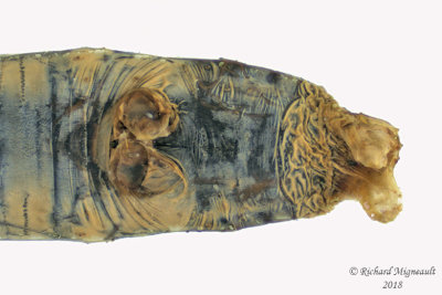 Caterpillar mummy formed by an Aleiodes parasitoid wasp 2 m18 8mm 