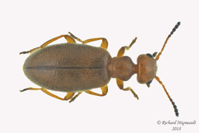 Antlike Flower Beetle - Sapintus fulvipes m18 