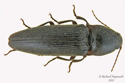 Click Beetle - Melanotus castanipes 1 m18 