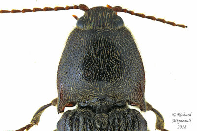 Click Beetle - Melanotus castanipes 2 m18 