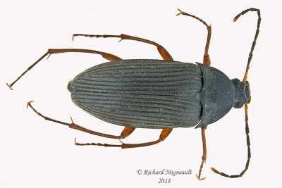 Darkling Beetle - Androchirus erythropus 1 m18 