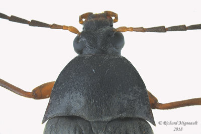 Darkling Beetle - Androchirus erythropus 2 m18 