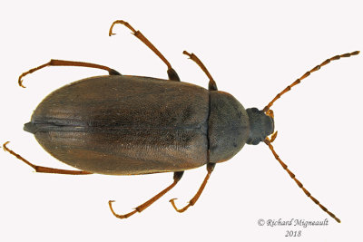 Darkling Beetle - Isomira quadristriata 1 m18