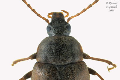 Darkling Beetle - Isomira quadristriata 2 m18 