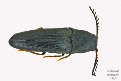 False Click Beetle - Deltometopus amoenicornis 1 m18