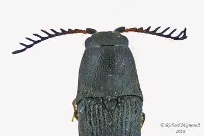 False Click Beetle - Deltometopus amoenicornis 2 m18 