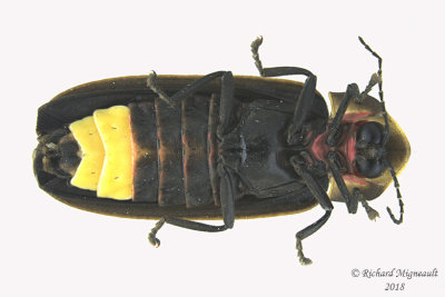 Firefly - Pyractomena borealis 2 m18 
