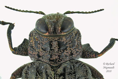 Metallic Wood-boring Beetle - Chrysobothris trinervia 2 m18 