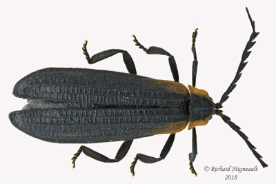Net Winged Beetle - Leptoceletes basalis m18 