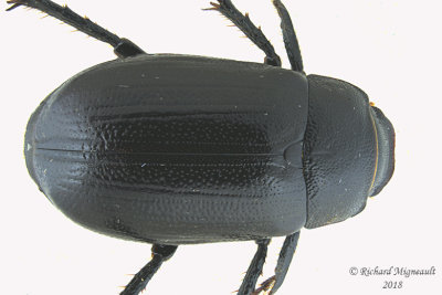 Scarab Beetle - Diplotaxis tristis  1 m18