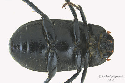 Scarab Beetle - Diplotaxis tristis  2 m18 