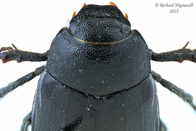Scarab Beetle - Diplotaxis tristis  3 m18 