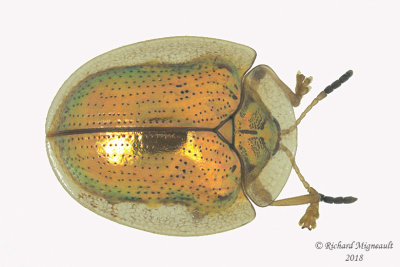 Leaf beetle - Charidotella sexpunctata m18 