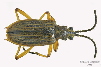 Aquatic Leaf Beetle - Neohaemonia sp m18 
