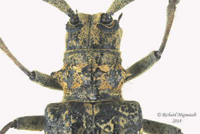 Longhorned Beetle - Monochamus marmorator 2 m18 