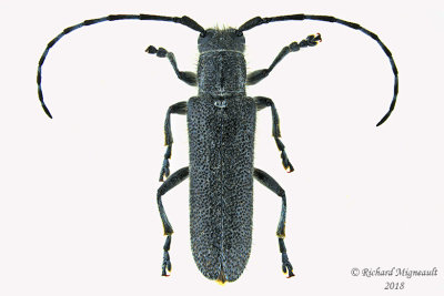 Longhorned beetle - Saperda inornata m18 