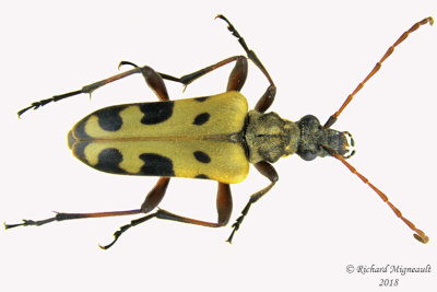 Longhorned Beetle - Evodinus monticola m18 