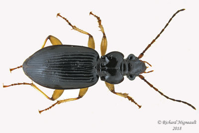 Ground beetle - Patrobus longicornis 1 m18 