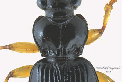 Ground beetle - Patrobus longicornis 2 m18 