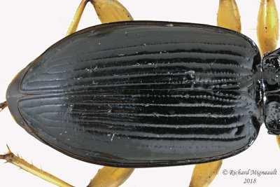 Ground beetle - Patrobus longicornis 3 m18