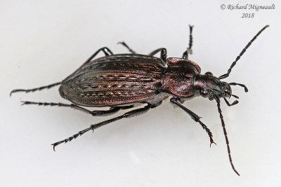 Ground beetle - Carabus granulatus m18 