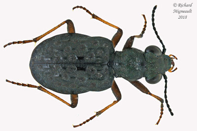 Ground beetle - Elaphrus a. americanus m18 