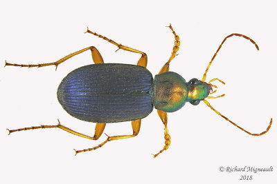 Ground Beetle - Chlaenius tricolor1 1 m18