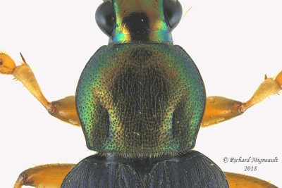 Ground Beetle - Chlaenius tricolor1 2 m18