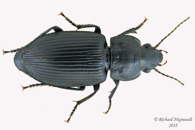 Ground Beetle - Anisodactylus - Subgenus Anisodactylus sp2 1 m18 